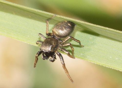 Heliophanus cupreus